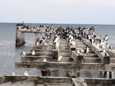 İmparatorluk Tepeli karabatak Phalacrocorax atriceps, üzerinde sahil, Punta Arenas, Patagonia, Şili kolonisi