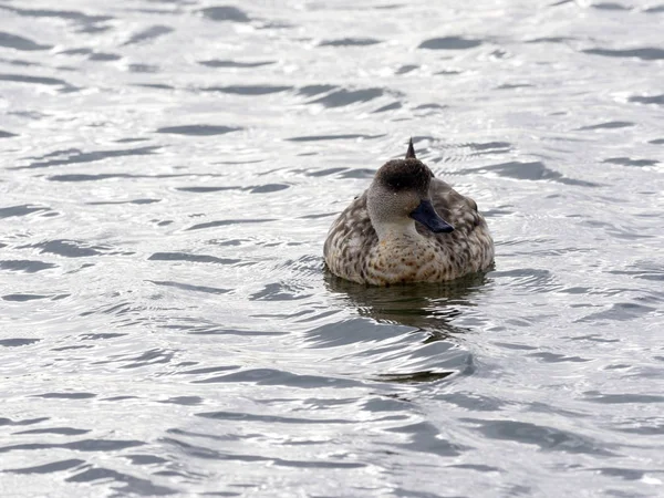 Pato Crested Lophonetta Specularoides Punta Arenas Patagônia Chile — Fotografia de Stock