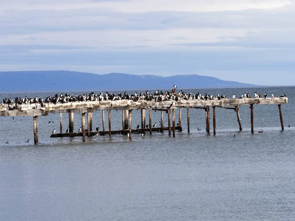 Colony Imperial Shag Phalacrocorax Atriceps Coast Punta Arenas Patagonia Chile — Stock Photo, Image