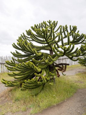 büyük araukrie, Bulnes Ford, Patagonia, Şili