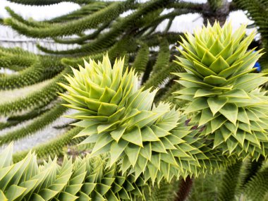 büyük araukrie, Bulnes Ford, Patagonia, Şili