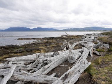 büyük kuru ağaç gövdeleri, Magallanes Boğazı, Bulnes Ford, Patagonia, Şili