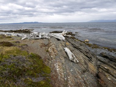 büyük kuru ağaç gövdeleri, Magallanes Boğazı, Bulnes Ford, Patagonia, Şili