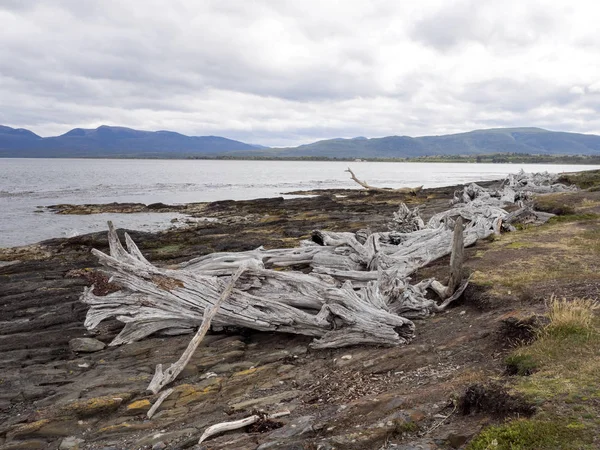 Enormes Troncos Árvores Secas Estreito Magallanes Bulnes Ford Patagônia Chile — Fotografia de Stock