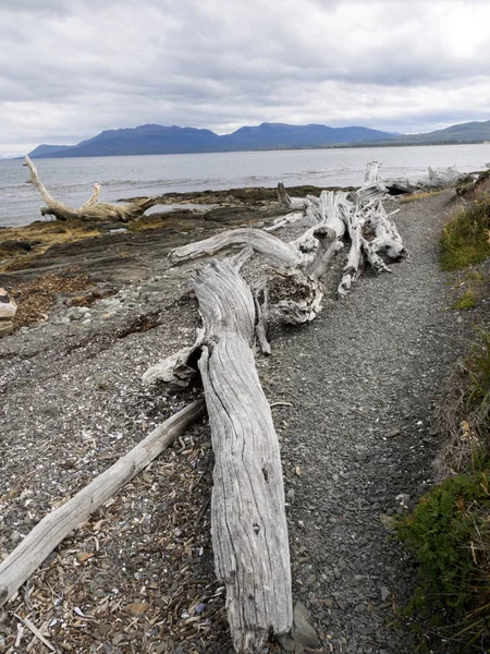 Grote Droge Boomstammen Straat Van Magallanes Bulnes Ford Patagonië Chili — Stockfoto