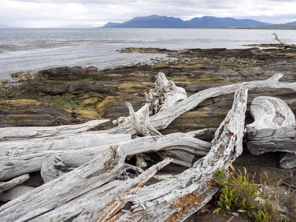 Enormes Troncos Árvores Secas Estreito Magallanes Bulnes Ford Patagônia Chile — Fotografia de Stock