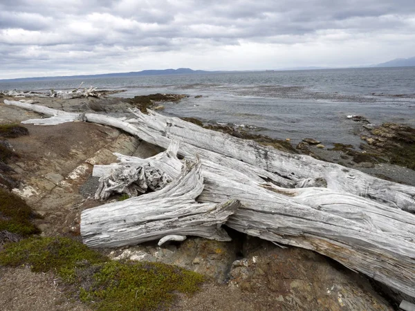 Enorm Torr Trädstammar Magallanes Strait Bulnes Ford Patagonia Chile — Stockfoto