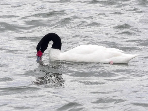 Cisne Cuello Negro Cygnus Melancoryphus Océano Atlántico Argentina — Foto de Stock