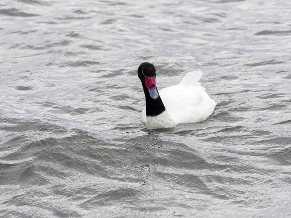 Cisne Cuello Negro Cygnus Melancoryphus Océano Atlántico Argentina — Foto de Stock