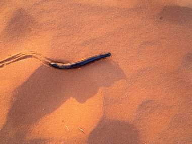 Kalahari Çölü, Güney Afrika kum büyük kırkayak