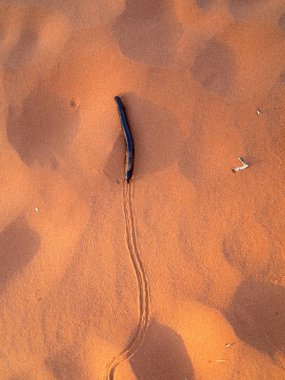 Kalahari Çölü, Güney Afrika kum büyük kırkayak