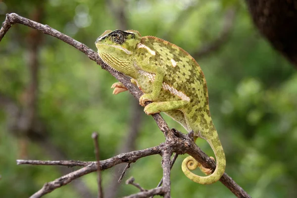 Caméléon Rabat Chamaeleo Dilepis Afrique Sud — Photo