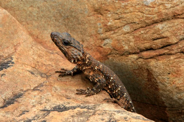 Lagarto Gênero Cordylus África Sul — Fotografia de Stock