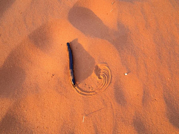 Большая Многоножка Песке Пустыни Калахари Южная Африка — стоковое фото