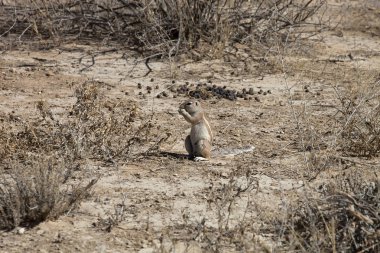 Güney zemin, Afrika Xerus inauris, sincap, Gemsbok National Park, Güney Afrika