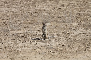 Güney zemin, Afrika Xerus inauris, sincap, Gemsbok National Park, Güney Afrika