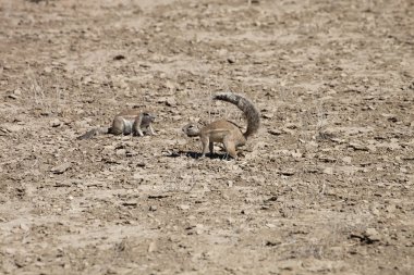 Güney zemin, Afrika Xerus inauris, sincap, Gemsbok National Park, Güney Afrika