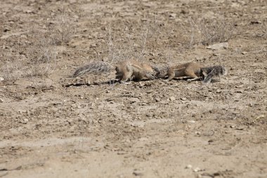Güney zemin, Afrika Xerus inauris, sincap, Gemsbok National Park, Güney Afrika