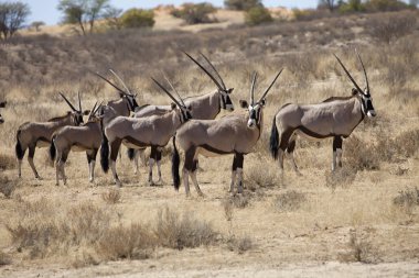 Gemsbok, Oryx gazela, Gemsbok National Park, Güney Afrika