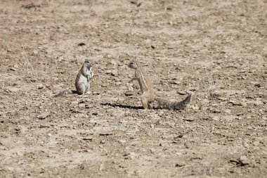 Güney zemin, Afrika Xerus inauris, sincap, Gemsbok National Park, Güney Afrika