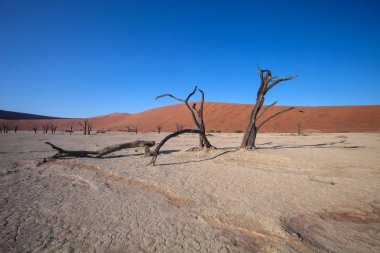 Kuru ağaç üzerinde bir kuru göl Sossusvlei, Namibya