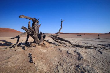Kuru ağaç üzerinde bir kuru göl Sossusvlei, Namibya