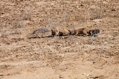 Güney Afrikalı zemin sincap, Xerus inauris, yiyecek, Kalahari, Güney Afrika arayan couple