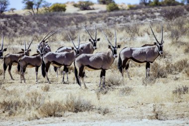 Gemsbok sürüsü antilop, Oryx gazella, Gemsbok National Park, Güney Afrika