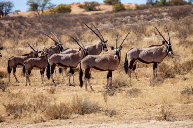 Gemsbok sürüsü antilop, Oryx gazella, Gemsbok National Park, Güney Afrika