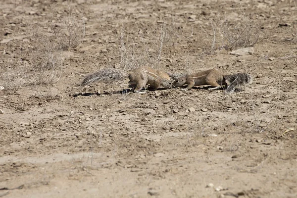 South African Ground Xerus Inauris Squirrel Gemsbok National Park África — Fotografia de Stock