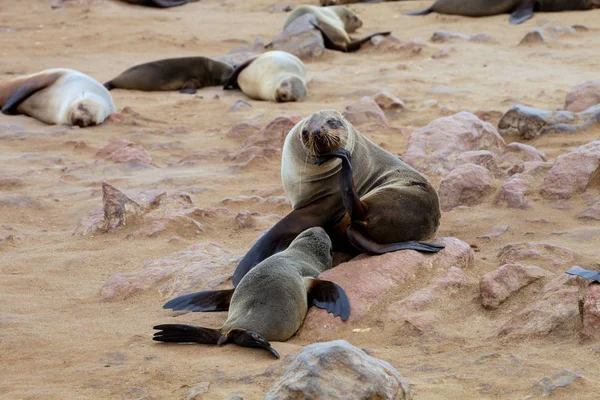 Leche Amamantando Sello Piel Marrón Cape Cros Namibia — Foto de Stock