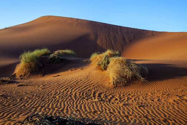 Droge Boom Een Droge Lake Sossusvlei Namibië — Stockfoto