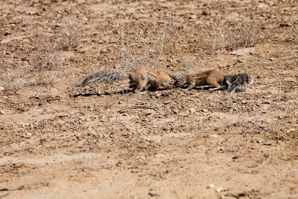 Pareja Ardilla Terrestre Sudafricana Xerus Inauris Buscando Comida Kalahari Sudáfrica — Foto de Stock