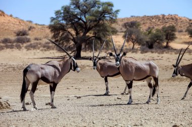 Gemsbok sürüsü antilop, Oryx gazella, Gemsbok National Park, Güney Afrika