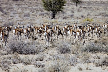 Springbok, Antidorcas marsupialis, Kalahari, Güney Afrika sürüsü