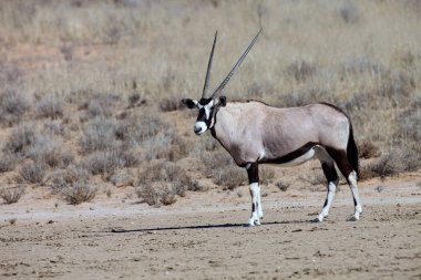  karaca, Oryx gazella, Gemsbok National Park, Güney Afrika