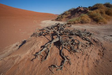 Kuru ağaç üzerinde bir kuru göl Sossusvlei, Namibya