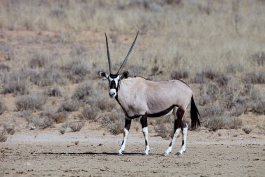  karaca, Oryx gazella, Gemsbok National Park, Güney Afrika