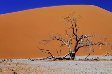 büyük dune No. 44, Sossusvlei Namibya, ön plan kuru ağacında