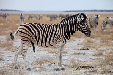  Damara Zebra, Equus burchelli antiquorum, etkin Milli Parkı, Namibya
