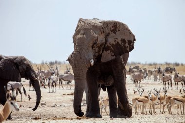 Gemsbok, sprinbok ve zebralar ziyarette200 Chobe Ulusal Parkı, Namibya Afrika filleri