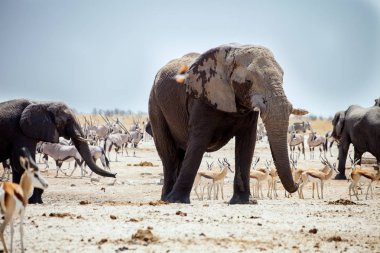 African elephants at Gemsbok, sprinbok and zebras at waterhole in Chobe National Park, Namibia clipart