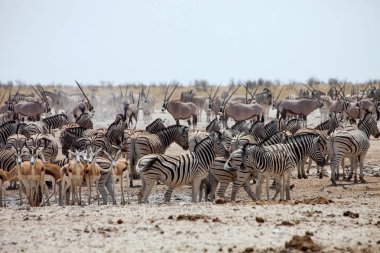 Damara Zebra, Equus burchelli antiquorum, etkin Milli Parkı, Namibya sürüsü