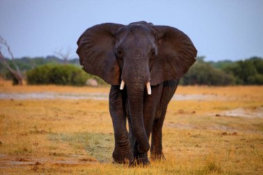 male African elephant,Loxodonta africana Hwange National Park, Zimbawe  clipart