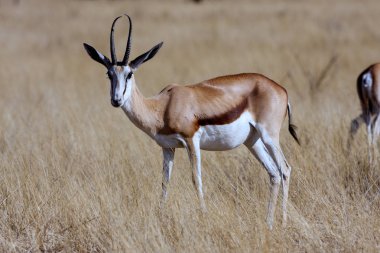  Springbok, Antidorcas marsupialis, Namiba