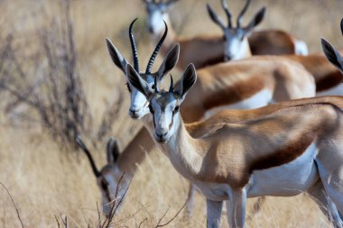  Springbok, Antidorcas marsupialis, Namiba