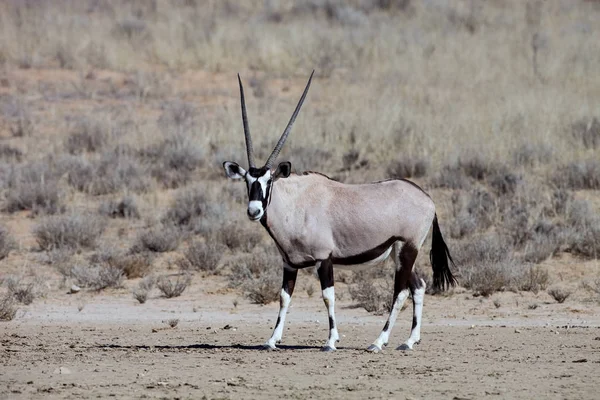  karaca, Oryx gazella, Gemsbok National Park, Güney Afrika