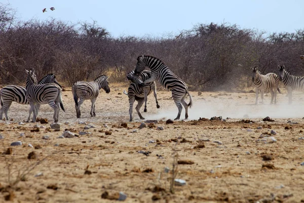 Damara Zebra Equus Burchelli Antiquorum Etosha National Park Namíbia — Fotografia de Stock