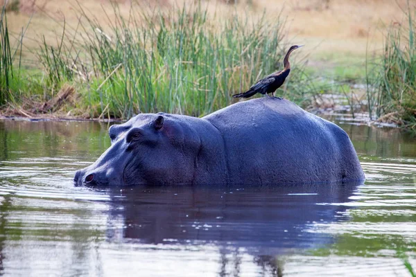 Африканский Дартер Anhinga Rufa Сидит Спине Hippopotamus Hippopotamus Amphibius Национальный — стоковое фото