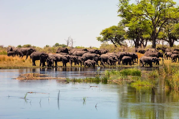 Elefante Africano Loxodonta Africana Cuenca Del Parque Nacional Bambata Namibia —  Fotos de Stock